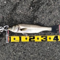 連日釣行を堪能‼︎