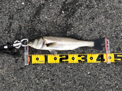 連日釣行を堪能‼︎