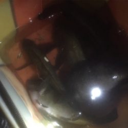 牛乳パック大メバル！