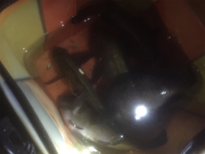 牛乳パック大メバル！