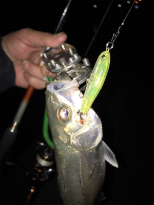 バチパターン開幕？