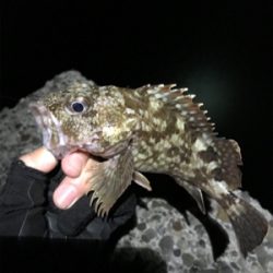 本命のメバル釣れました。