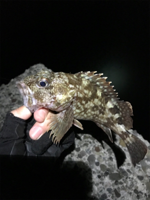 本命のメバル釣れました。