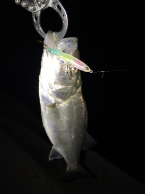 連日連夜絶好調！