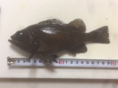 2打数1安打やけど幸せ