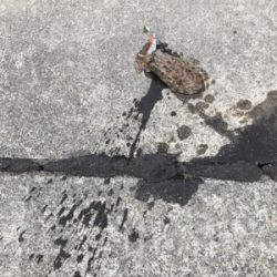 コウイカ連発！