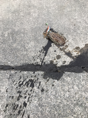 コウイカ連発！