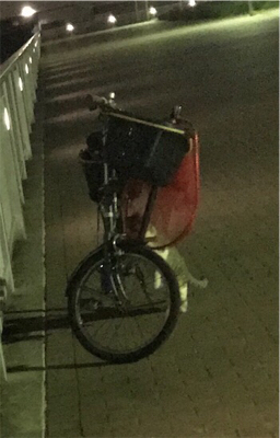 シーバス釣れまてん