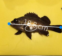 雨上がりのメバリング