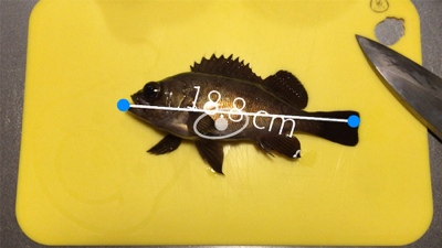 雨上がりのメバリング