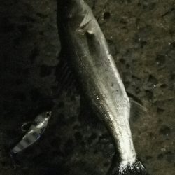 2018年4月12日釣行in姪浜漁港周辺