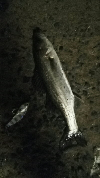 2018年4月12日釣行in姪浜漁港周辺