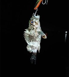 アジを求めて♪ナイトゲーム☆GUNNING-STYLE