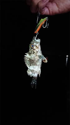 アジを求めて♪ナイトゲーム☆GUNNING-STYLE