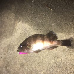 久々のメバリング