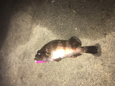 久々のメバリング