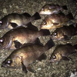 明石でメバリング