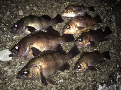 明石でメバリング