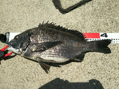 ズボ釣りで満足釣行