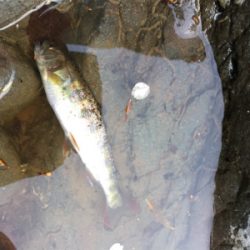 今年は小さい？