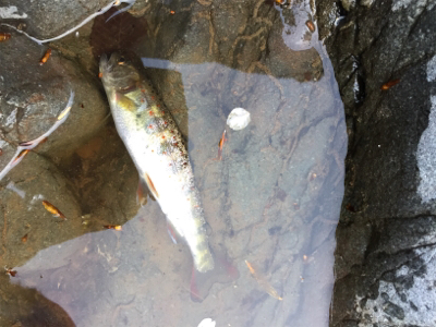 今年は小さい？