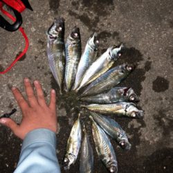 久しぶり河口フィッシング