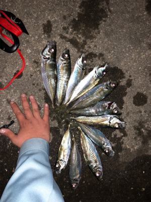 久しぶり河口フィッシング