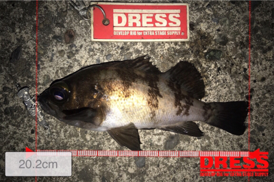 プラグ中心にキャスト