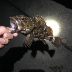 どうしてもメバルが釣りたくて