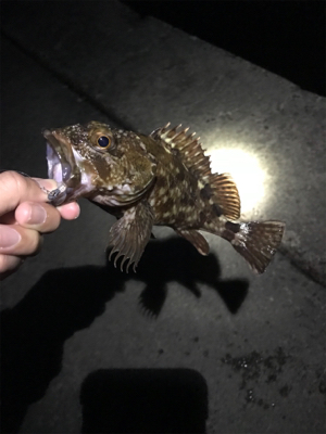 どうしてもメバルが釣りたくて