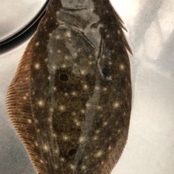 青物調査でソゲ