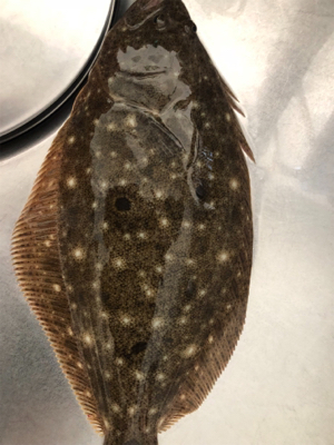 青物調査でソゲ