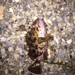 久々にメバリング!