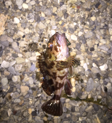 久々にメバリング!