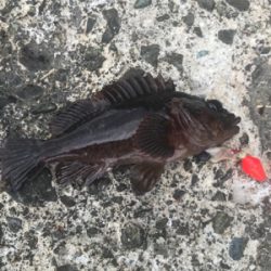 裏切らないカサゴくん