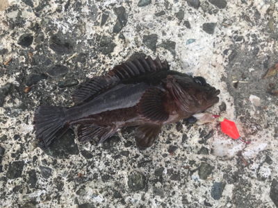 裏切らないカサゴくん