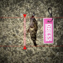 メバリングからのガシリング