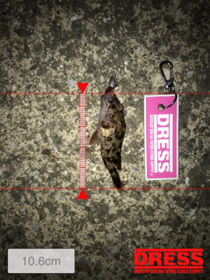 メバリングからのガシリング