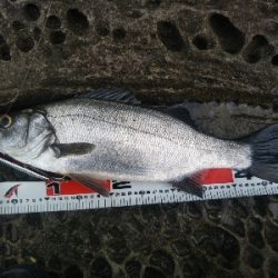 海陽町でヒラスズキ