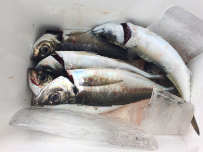 尺手前サイズ 朝マズメにて