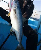 隠岐オフショア