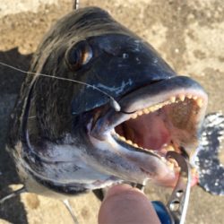 渋い中やっと１匹