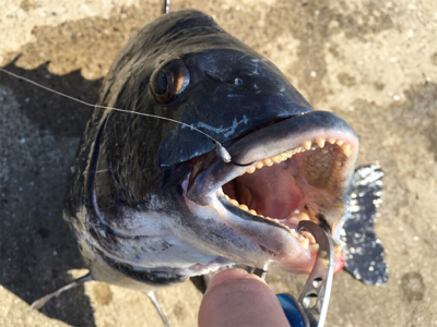 渋い中やっと１匹