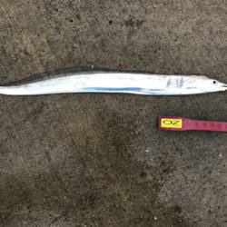 今期、初物です!