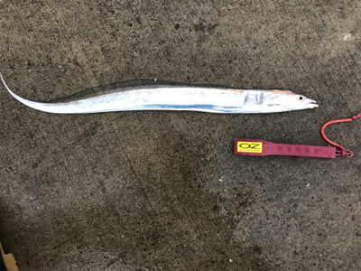 今期、初物です!