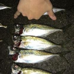 いまはココがアツイ！(釣行 其の拾七)