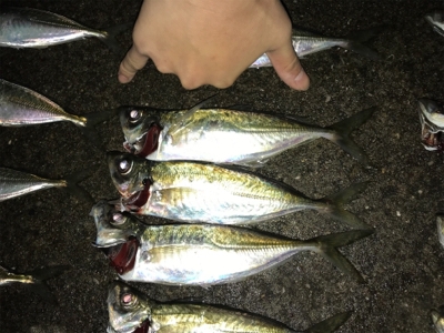 いまはココがアツイ！(釣行 其の拾七)