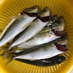 グレ1匹、小アジたくさん