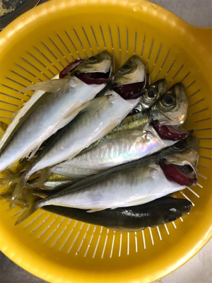 グレ1匹、小アジたくさん