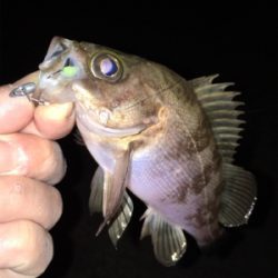 明石周辺メバリング